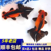 New Butterfly Tail Goldfish Live Fish Boutique Black R White Red Packet Panda Butterfly Tail Cold Water Freshwater Feng Shui Dragon Eye Eye Pack Live