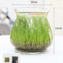 Spot fish tank water grass mud plant seed p seed glass transparent real grass hydroponic plant ecological vase to create micro scene