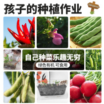 种植小盆栽儿童植物水培种植小花农迷你小农场根系生长透明观察窗