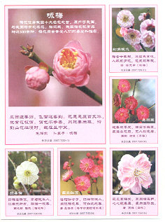 Changsha Spark ---- A full set of 50 1 Yongmei