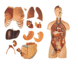 Male female external gender swap human head and neck trunk model torso model