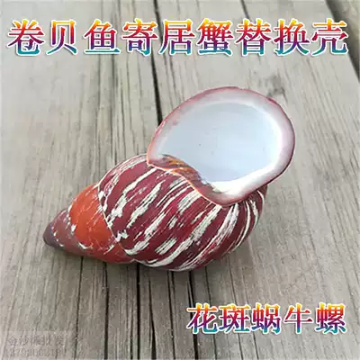 Natural conch shell spotted snail snail scallop scallop fish hermit crab replacement shell fish tank aquarium creative landscaping ornaments