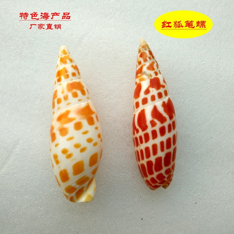 Hot selling shell conch red fox pen snail gift collection fish tank decoration ornaments shooting props conch shell