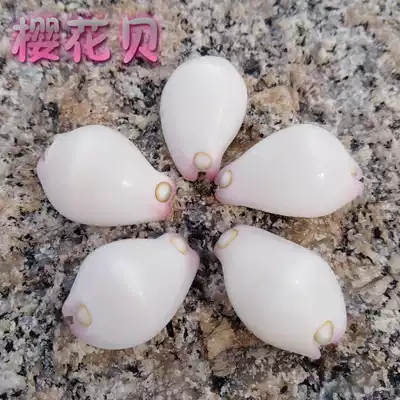 Natural conch shell cherry blossom fish tank decoration small conch handicraft class material floor wall stickers decoration decoration