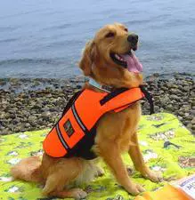 #Pept Olde Dog Swimwear VIP Teddy Pet Costum