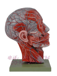 14210 Head plays into the sagittal section of the vascular nerve model head neck nerve model