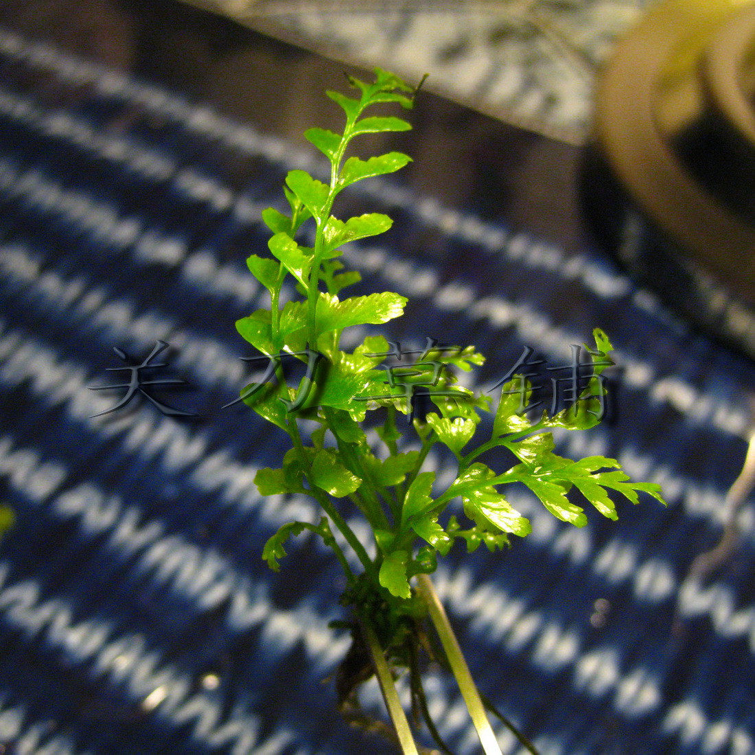 Aoyewood fern (Guan Dao Cao Pu) raises real underwater leaf water plants by himself. Aoyewood fern invites wood fern