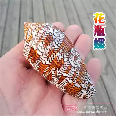 Natural conch shell vase snail flower brocade snail fish tank landscape window design shooting props ornaments