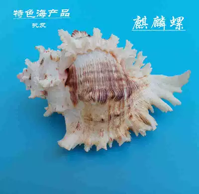 Natural shell conch unicorn snail home decoration fish tank landscape hermit crab roll fish home decoration decoration