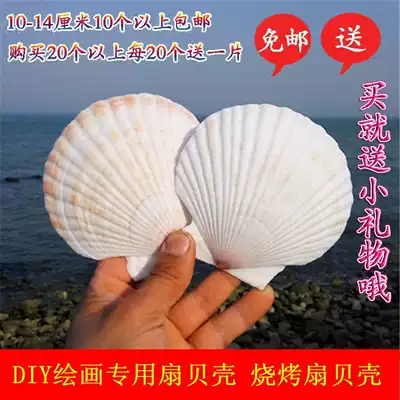Natural conch shell DIY painting special fan shell barbecue fan shell wall sticker fish tank landscape decoration