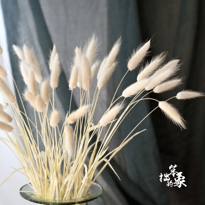 Natural rabbit tail grass dog tail grass hay dry flower immortal real flower bouquet living room decorative flower ornaments photo props