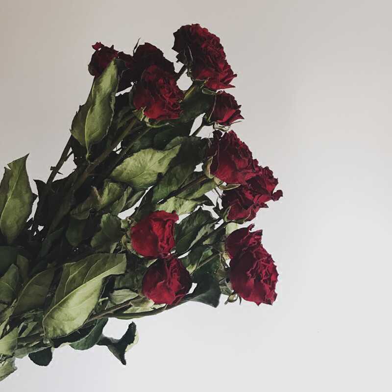 干花花束多头玫瑰霓虹泡泡蔷薇花ins装饰天然diy花材装饰拍摄道具