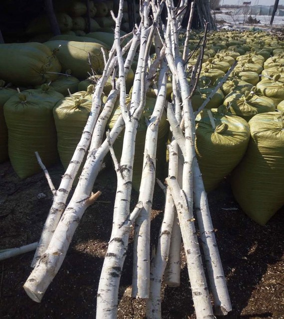 Natural White Birch Tree White Birch Tree Fork Dry Branches Dry