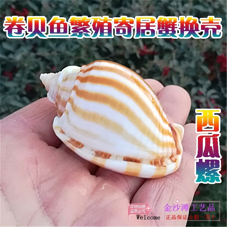 Natural sea snail shell watermelon snail roll befish pinning crab replacement shell fish tank aquarium creative view swing piece-Taobao