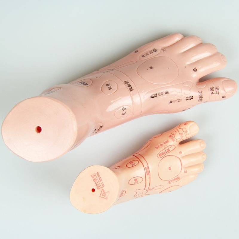 High-definition lettering foot acupoint reflection zone model acupuncture model foot mold foot mold reflection acupuncture practice pedicure