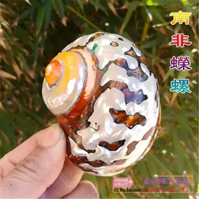 Natural conch shell South African snail rare specimen snail fish tank landscape decoration Mediterranean home collection ornaments