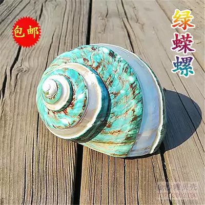 Natural conch shell oversized green snail big green snail aquarium landscape Mediterranean home collection ornaments