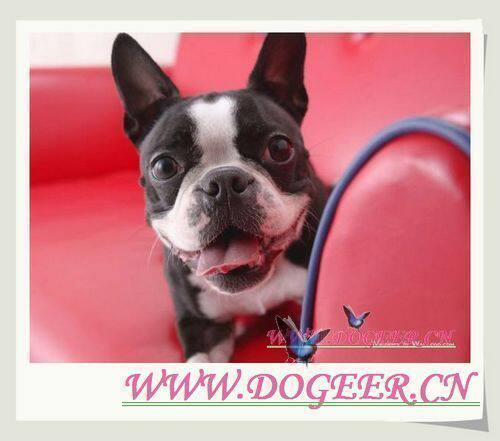 Pet consignment Pet transportation Air consignment pet Zhuhai to the whole country