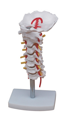 Cervical spine model cervical spine with carotid artery posterior occipital intervertebral disc and nerve model