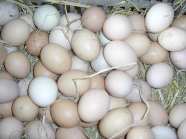 Zhengzong Subei Rural Home Breeding Grass Eggs Fresh 500g New Packaging Express No worries