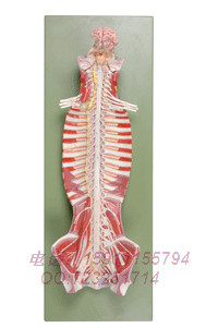 14102 spinal canal internal ridge myelin neural model brain and brain nerve nervous system anatomical model