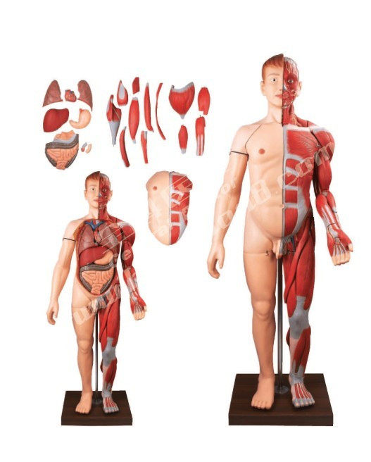Human body layered muscles with internal organs model Human muscle model Muscle anatomy model