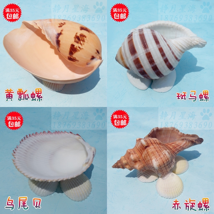 Natural sea snail shell flower pot multi-meat karting flower pot with bottom foot shell flower pot flower pot creative home decoration pendulum piece
