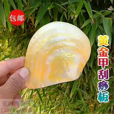 Natural conch shell extra large shell scraping board massage board to send parents creative collection gifts decorative ornaments