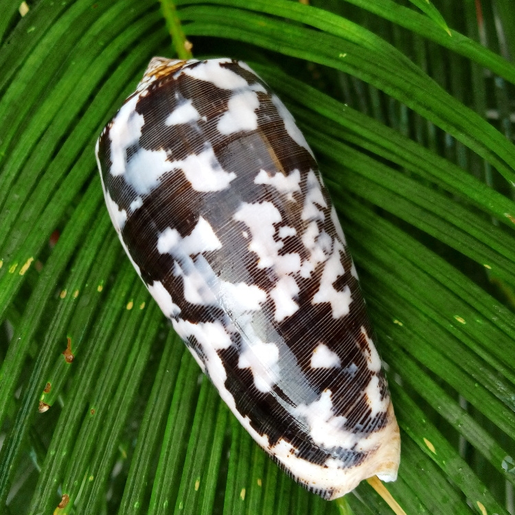 Natural sea snail shell killer taro snail water fish tank building shop window design Decorative Home Terrace Pendulum