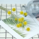 Bóng vàng Calendula hoa khô phòng ngủ trang trí nhà trang trí hoa khô phòng khách bó hoa phong cách Nhật Bản tự làm cắm hoa - Trang trí nội thất