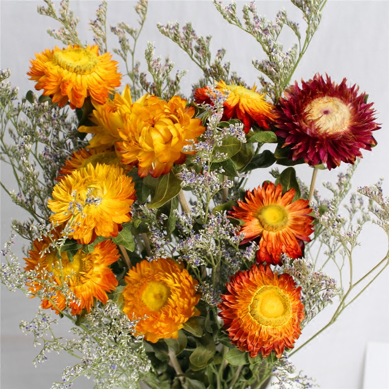 Yunnan colorful chrysanthemum small fresh Nordic dry
