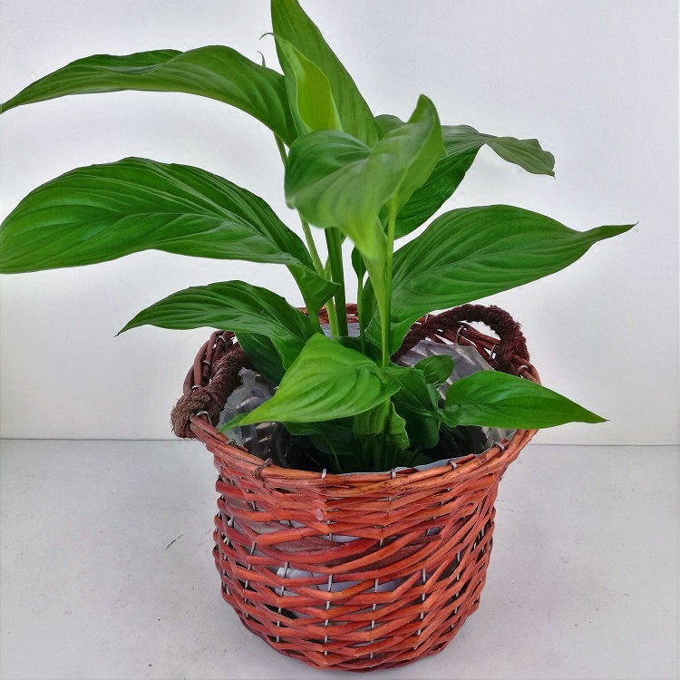 New Yilin craft pastoral creative rattan flower pot woven basket portable flower arrangement basket gold Ge basin willow