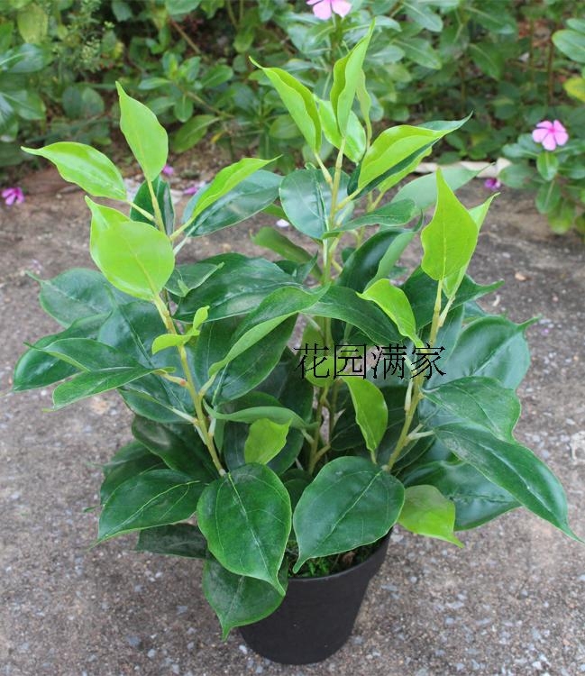 Simulation plant leaves mini small potted camphor leaves with flower pots green plants fake bonsai screen decoration direct sales ornaments