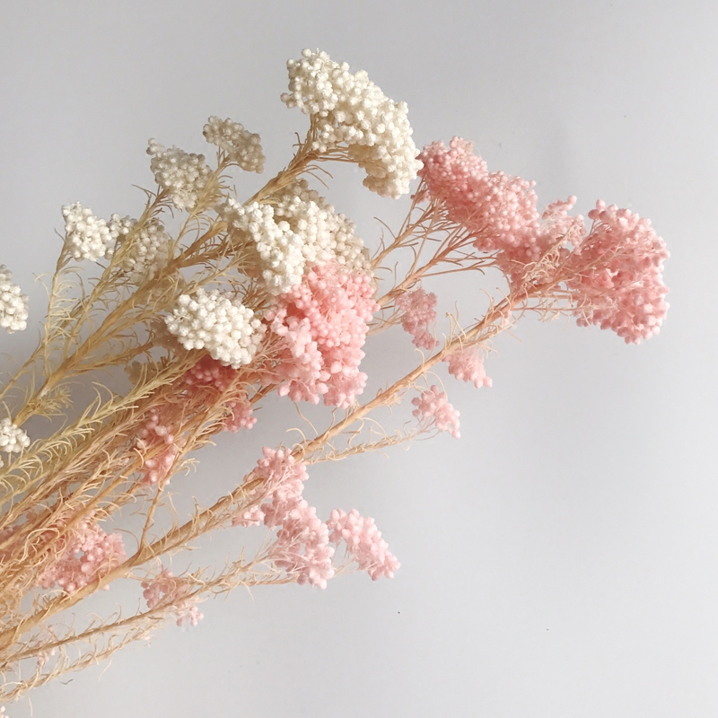 Nordic Mori family home Decorative Maiden powder millet Grain Hem Pat props DIY Import Yongsheng Flowers Flower Arrangement Dried Flowers