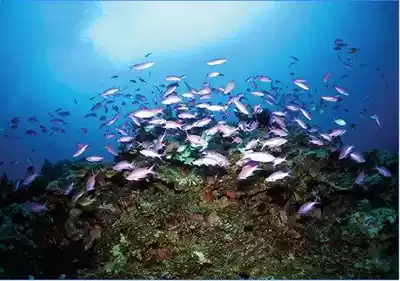 Japan Okinawa diving research certificate license diving OW AOW FUNDIVE experience diving Chinese coach