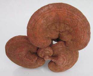 Xiaoxing'an Mountains specialty (Ganoderma lucidum) cultured Ganoderma lucidum Ganoderma lucidum