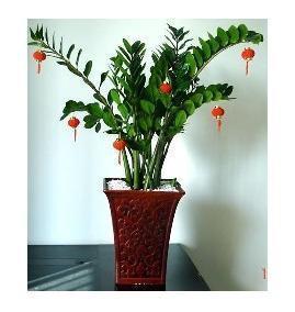 Teacher's Day Money Tree Taijiang Flowers Formaldehyde Absorbing Plants Delivery in Fuzhou Fuzhou Florist