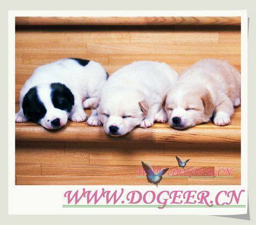 Pet consignment Pet transportation National pet transfer from Shenzhen to Hong Kong Consignment pet