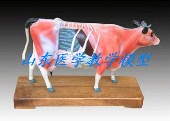 (Long-term in stock) bovine body acupuncture model bovine model animal anatomy model