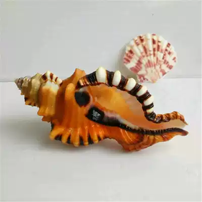 Elephant snail natural conch shell craft gift decoration scarce snail collection exquisite gift marine specimen