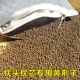 Vải sợ hạt vải Jingren Huang Jingzi số lượng lớn hạt giống Giang Giang sức khỏe Qing não ngủ gối gối phụ cát