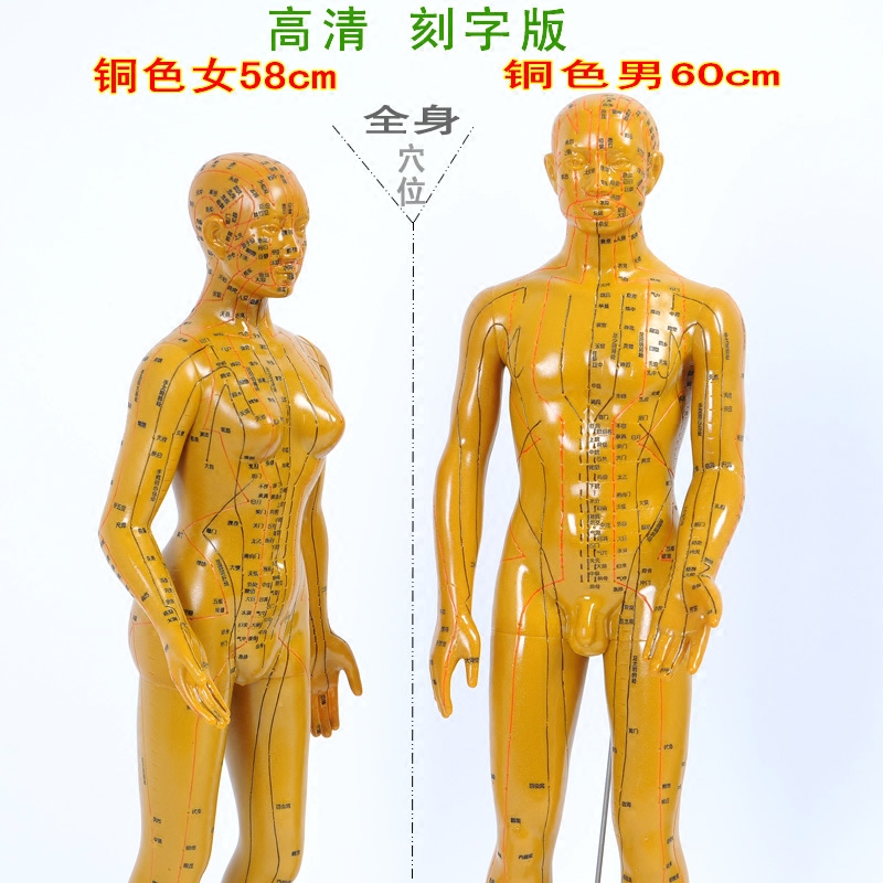 High-definition lettering human body acupoint model meridian Tongtong 60cm Chinese medicine acupuncture art teaching villain men and women