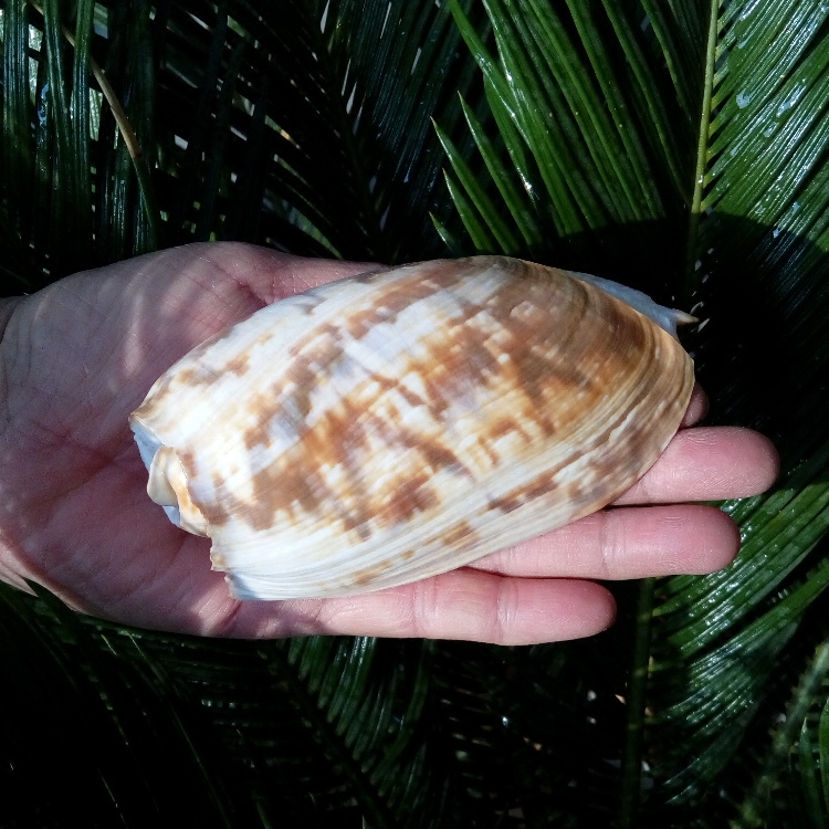 Natural conch shell Flower scoop snail fish tank Aquarium landscape decoration Roll shell fish breeding shell fleshy potted plants