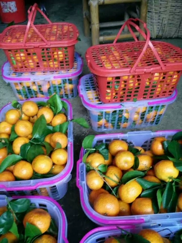 Клубничная корзина 1-12 кот из корзины для байсберники с пластической корзиной для корзины для корзины для корзины с фруктами с крышкой с крышкой