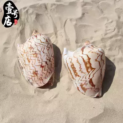 Hainan Sanya big conch big shell home decoration creative jewelry study decoration decoration hotel front desk