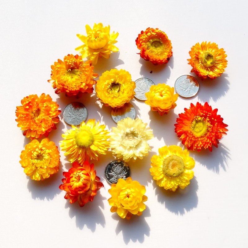 Starry dried flowers Eternal flowers Small daisies colorful chrysanthemum rose props living room decoration Birthday gift full