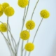 Bóng vàng Calendula hoa khô phòng ngủ trang trí nhà trang trí hoa khô phòng khách bó hoa phong cách Nhật Bản tự làm cắm hoa - Trang trí nội thất