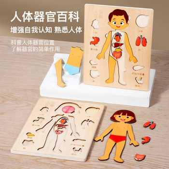 Human Body Structure Puzzle Organ Anatomy Skeleton Cognitive Children's Body Five Internal Organs Viscera Chinese and English Version