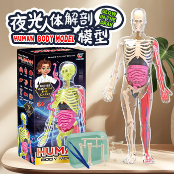 Medical Simulation Luminous Detachable Human Soft Organ and Internal Organ Skeletal Structure Model for Junior High School Students' Science Experiments