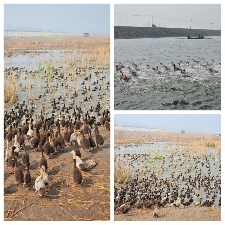 【SHENYE沈爷的宝贝 鲜蛋类】SHENYE\/